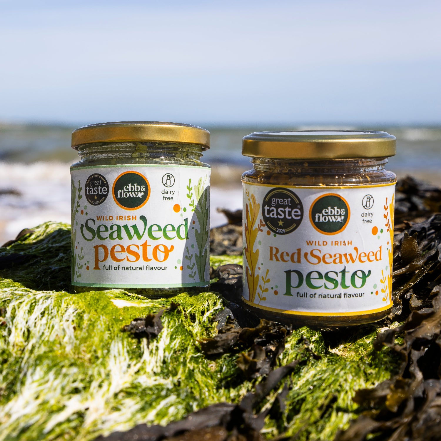 Two jars of Wild Irish Seaweed Pesto (one red pesto and one green pesto) on a rocky surface with seaweed in the foreground.